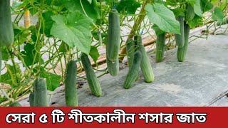 শীতকালীন শসার জাত পরিচিতি - শীতকালীন শসা চাষ পদ্ধতি