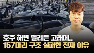 호주 해변 밀려든 고래떼...157마리 구조 실패한 진짜 이유 / 진사년 성인 / 선지자 / 재림예수 / 슈카이브