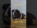 むっちゃんの気持ち モルモットの日常 guineapig かわいい ペット モルモット 日常 癒やし ゴロゴロ