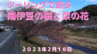 【南伊豆の桜】2023年2月16日に南伊豆で早咲きの桜と菜の花を見てきました。バイクによる走行動画です。