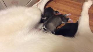 Adorable Nursing Newborn Siberian Husky Puppies