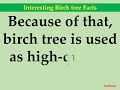 interesting birch tree facts