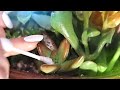 Slow Satisfying Snippets 🤏 ASMR • Hushed Whispers • Detail Oriented • Background Study Sounds