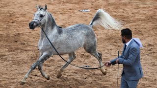 Baghdad hosts the third Sumer International Arabian Horse Festival