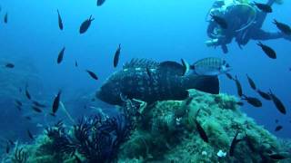 Tandbaars / Grouper / Mérou Corsica Campomoro close-up