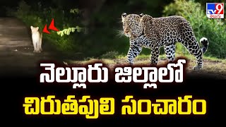 నెల్లూరు జిల్లాలో చిరుతపులి సంచారం | Leapord - TV9