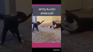 പോടാ മരമാക്രി😂😂😂 #youtobeshorts #funny#catvideos🐈🐱