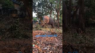 අහිංසකයි රටක් වටී🐘🐘🐘Lovely Elephant 🐘 🐘🐘Srilanka 🐘