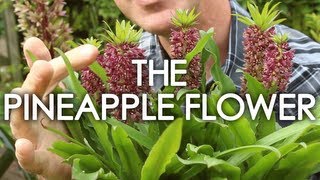 Flower Of The Month: August - The Pineapple Flower