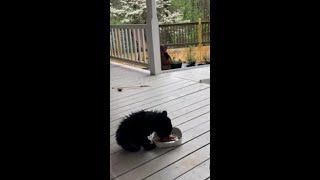 Tiny Bear Cub Digs Into Cat Food Outside North Georgia Home