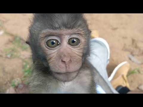 Do Monkeys kill human babies?
