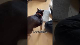 しつこいかと思いきや実は…？！ #スムチー #スムースチワワ #保護犬 #癒し #犬のいる暮らし #犬のいる生活 #ふわもこ部 #chihuahua #doglover #dogshorts