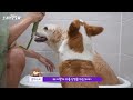 뽀글뽀글 탄산스파에 힐링하는 강아지 🐾