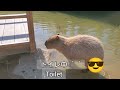 水際を歩いてお気に入りの場所に行くカピバラさん。capybara s favorite place 神戸どうぶつ王国