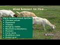 forage systems for goat production part 1