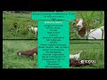 forage systems for goat production part 1