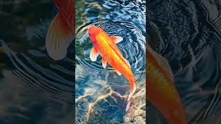 #koi #morviews #seoguide #fish #sharkfeeding #seotips #fishing #morevews