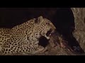 leopardo se arrepende por matar babuino e cuida do filhote