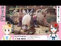 【mhrise steam版】ハンターとして狩猟生活！モンハンライズで遊ぶ！【vtuber】