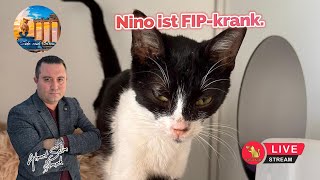 Nino Ist FIP-krank.