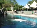 The Vancouver Aquarium