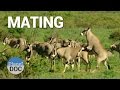 Mating. Shaba Animals  | Nature - Planet Doc Full Documentaries