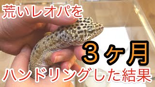 威嚇＆噛みつきグセの荒いレオパの今…！ベタ慣れ奮闘記#3