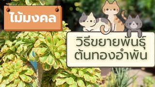 EP.80 วิธีขยายพันธุ์ต้นทองอำพัน #euphoria #poision #ไม้มงคล #ไม้มงคลเสริมโชคลาภ #ทองอำพัน#ยูโฟเบีย