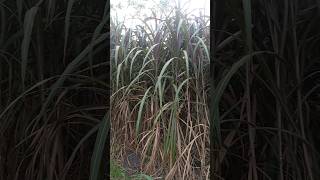 90 days old Red Napier grass for Dairy farms #organicfarming #rednapier