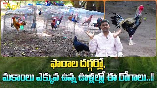 Pandem Kollu Disease Management | ఫారాల దగ్గర్లో, మకాంలు ఎక్కువ ఉన్న ఊళ్లల్లో ఈ రోగాలు..!! Tone Agri