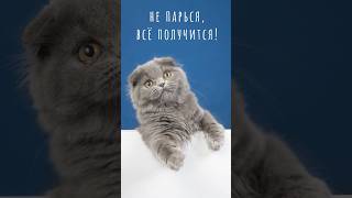 Пожелания от котика☺ #открытка #кот #счастье