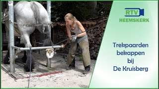 Bekappen van trekpaarden bij De Kruisberg