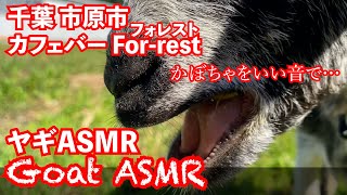 当店看板ヤギ「くろまめ」かぼちゃASMR！！千葉県市原市 里山カフェ＆バー For-restフォレスト！＃ASMR #ヤギ