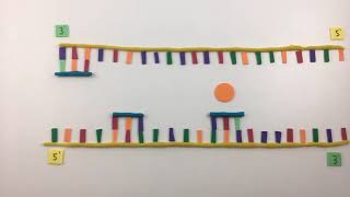 DNA Replication- Stop Motion Project (Grade 11)