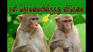 Mukia scabrella medicinal usage  (முசுமுசுக்கை  மூலிகையின் பயன்      )