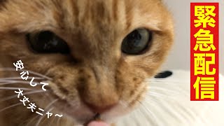 【犬猫専門整体】ナックリングでお困りの飼い主さんへ