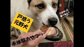 初めて見るおやつに戸惑う【元野犬】