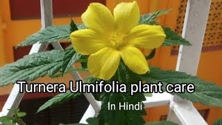 Turnera Ulmifolia/Yellow Alder/Cuban Buttercup/Sage Rose/ regular flowering plant. Grow \u0026 care.