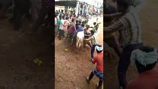 Km palli bull mohana express running palamakula palli jallikattu