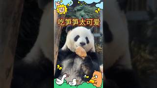 💖粉丝专属:🍖吃笋笋太可爱！🐼萌兰 #大熊猫 #my cute panda