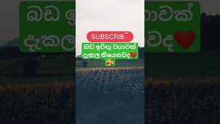 දැකල තියෙනවද මේවා😁|srilanka 🇱🇰 |@Sobasrilanka95686 |#shorts #short #shortsviral #subscribe