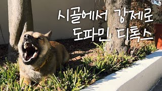 슴슴한 시골에서 여유를 즐기는 방법｜대만식 파전병, 카초에페페｜EP.50