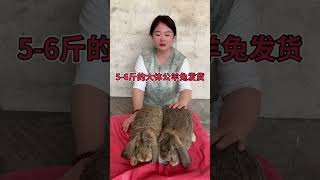 #公羊兔幼崽多少钱一只 #快手三农 #公羊兔 来给生活比个耶原视频