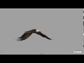 3d animation 4draw eagle flight cycle