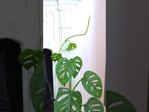 What happens when plants don’t get enough light?