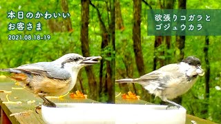 『よくばりコガラとゴジュウカラ！』2021/08/18-19：本日のかわいいお客さま@八ヶ岳  第188回