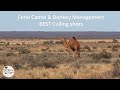 Feral Camel Donkey Management - Best Culling Shots #camel #donkey #hunting #shooting