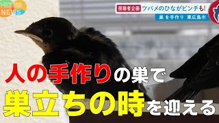 【ツバメがピンチ】ある家族が救った手作りの「新居」