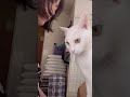 照れる猫さん 白猫 シロちゃん 猫店長 猫動画 猫のいる暮らし