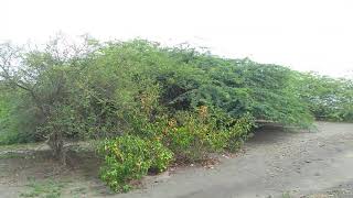 Bichitrapur Mangrove Sanctuary Odisha | New Place Near Digha Sea Beach